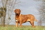 DOGUE DE BORDEAUX 135